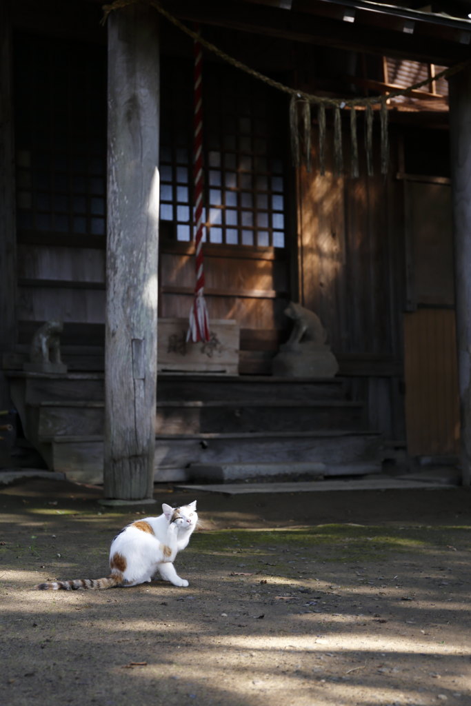 秋の日差しの下で