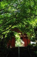 新緑の本土寺