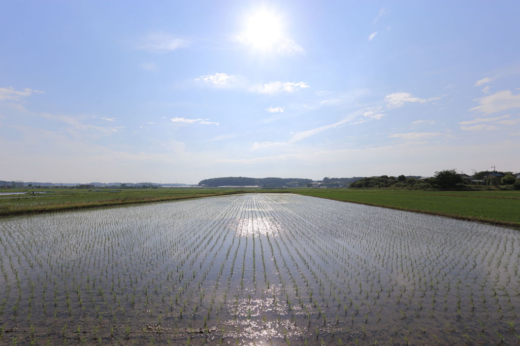 初夏の日差し