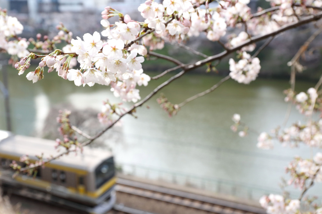 春の総武線各駅停車