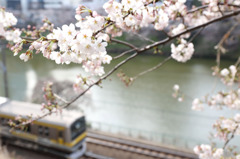 春の総武線各駅停車