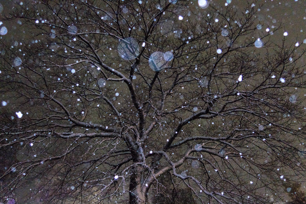 雪桜