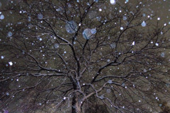 雪桜