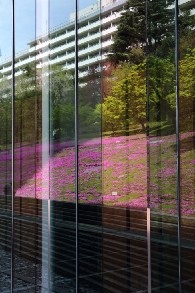 窓ガラスの芝桜