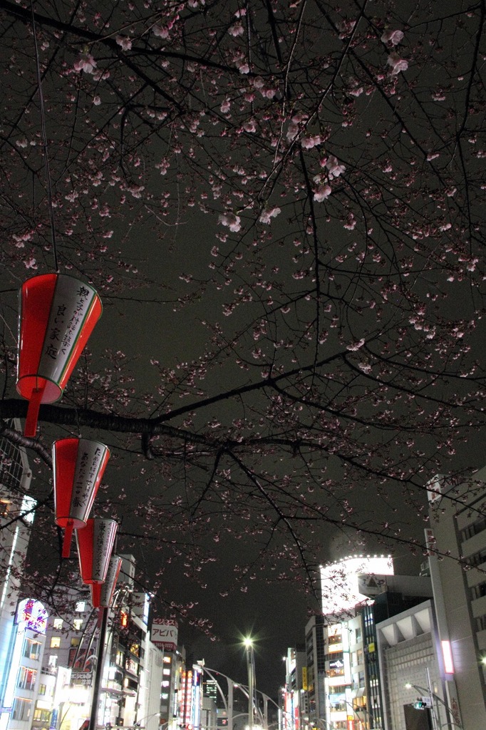 上野公園に春が