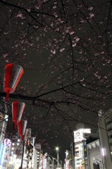 上野公園に春が