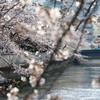 「お江戸深川桜祭り」にて