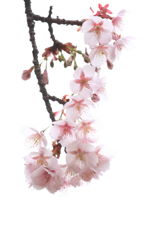 寒桜