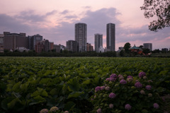 不忍池