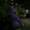 通勤風景#帰宅