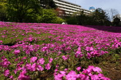 都会の芝桜