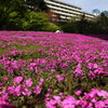 都会の芝桜