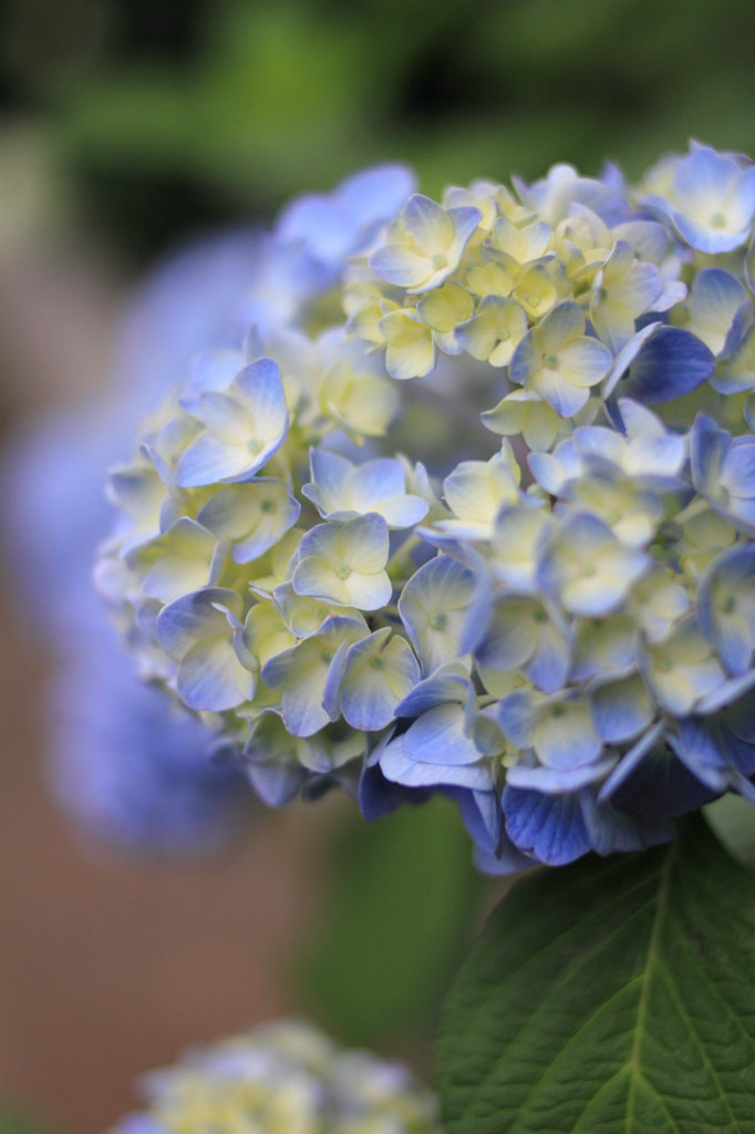 今年初の紫陽花