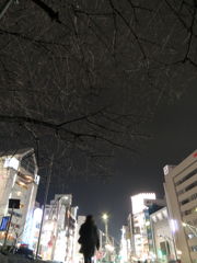 もうすぐ咲く大寒桜