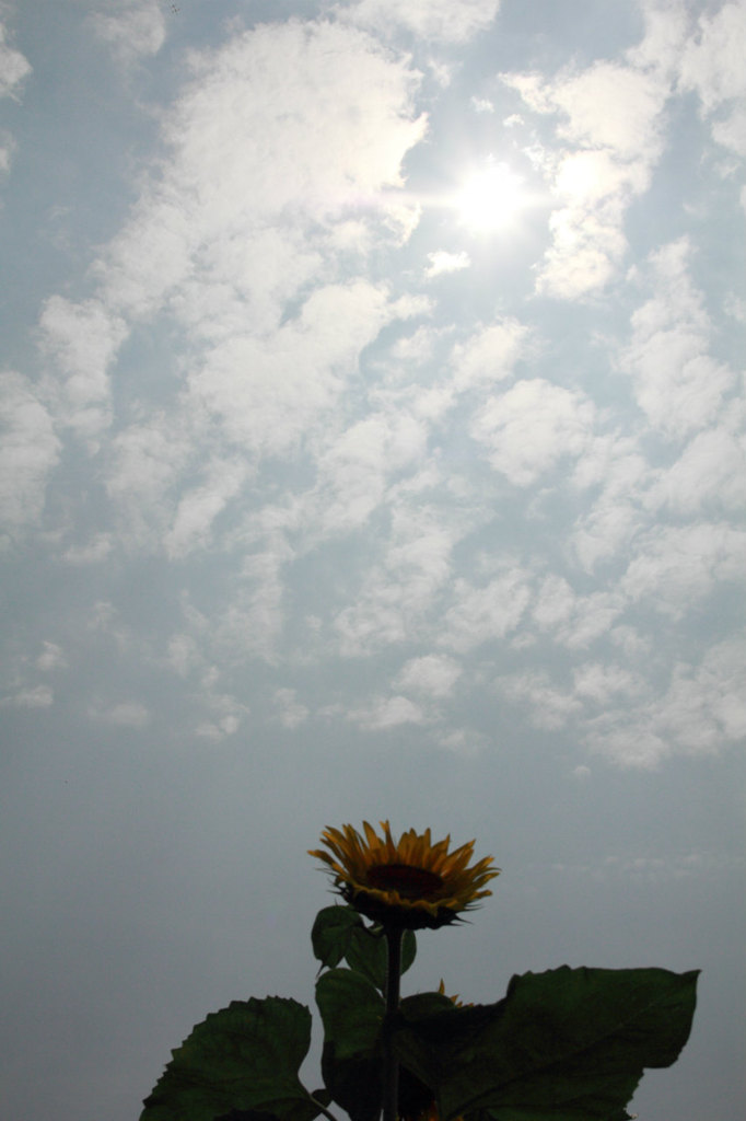 太陽を追いかける