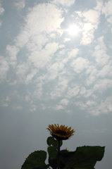 太陽を追いかける