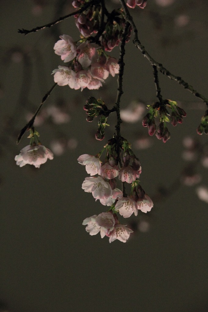 上野公園に春が