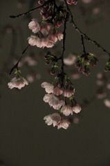 上野公園に春が