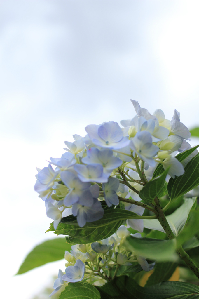 今年初の紫陽花２