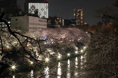 北の丸公園から