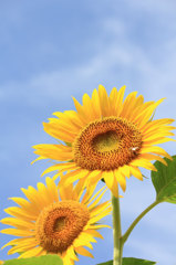 うなだれていない中から