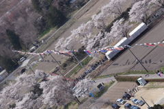 桜と鯉のぼり