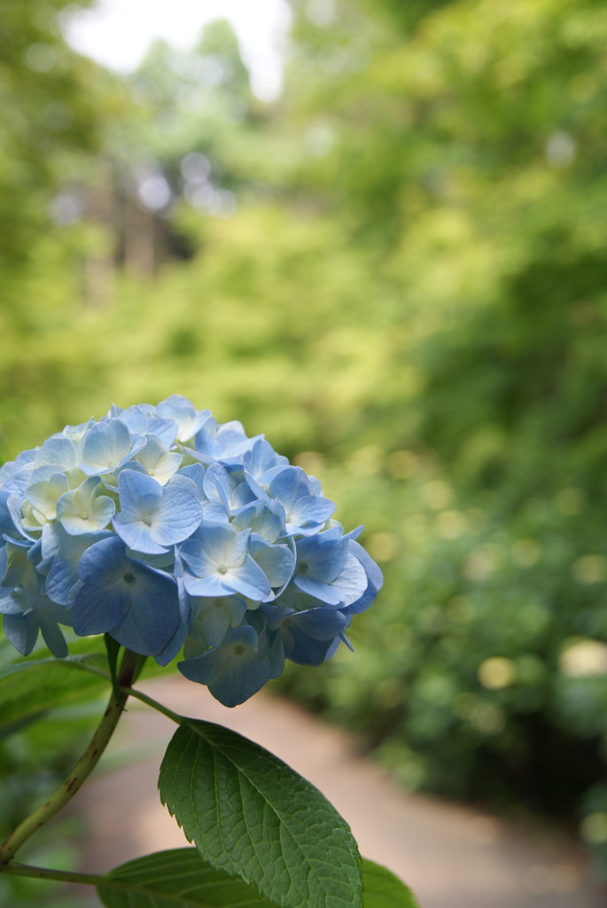 紫陽花