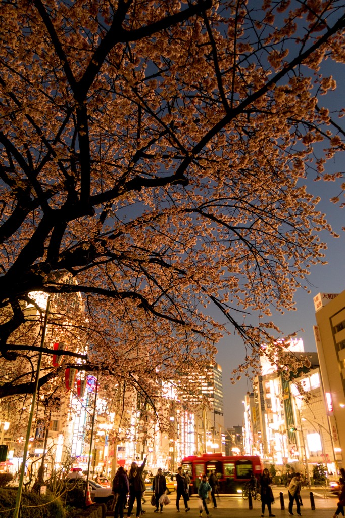上野、大寒桜