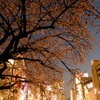 上野、大寒桜