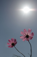 逆光秋桜