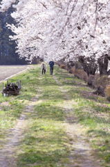 親子で歩く桜並木