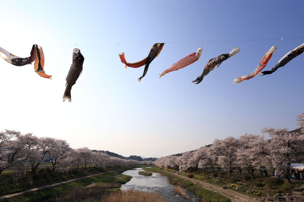 夏井の千本桜と鯉のぼり