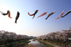 夏井の千本桜と鯉のぼり
