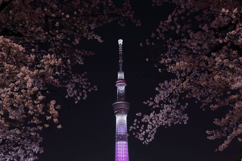 夜桜の中のツリー