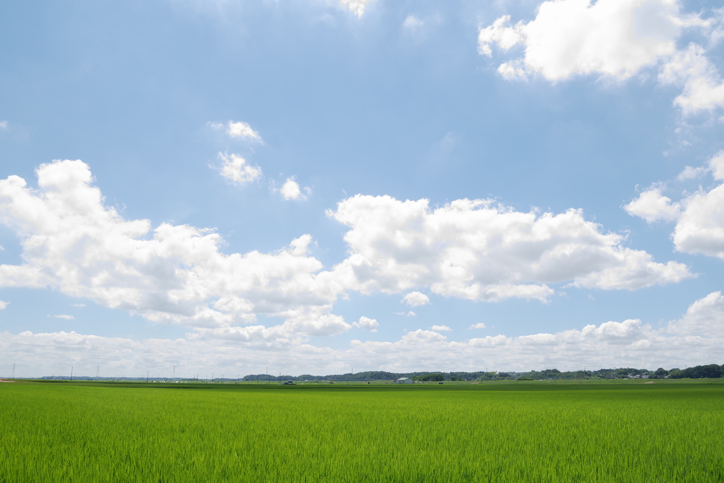 夏の日差し