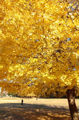 初冬の昼下がり