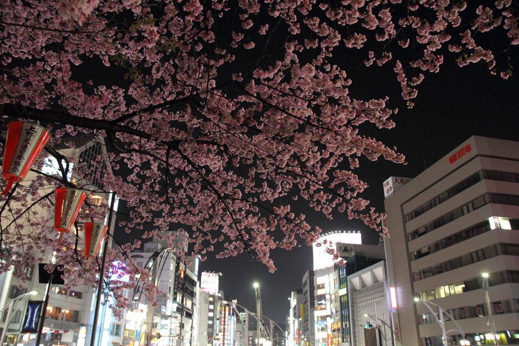 上野　大寒桜