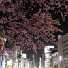 上野　大寒桜