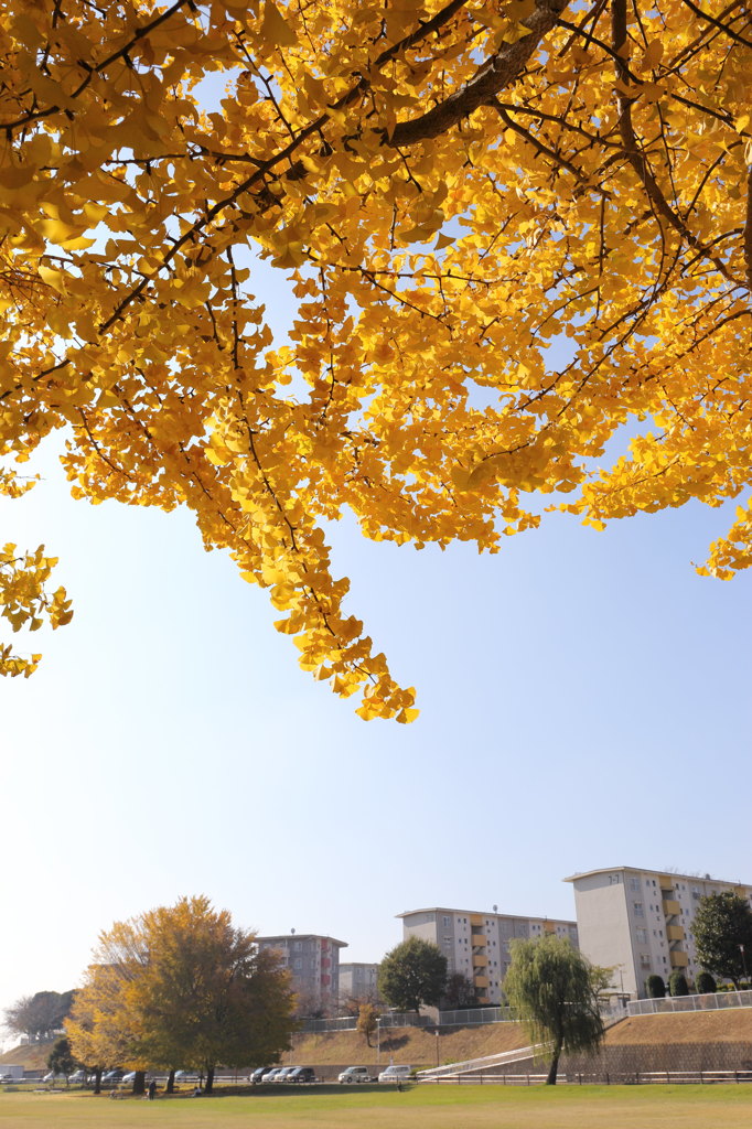 生活圏の紅葉