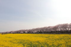 菜の花と桜