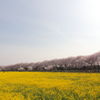 菜の花と桜