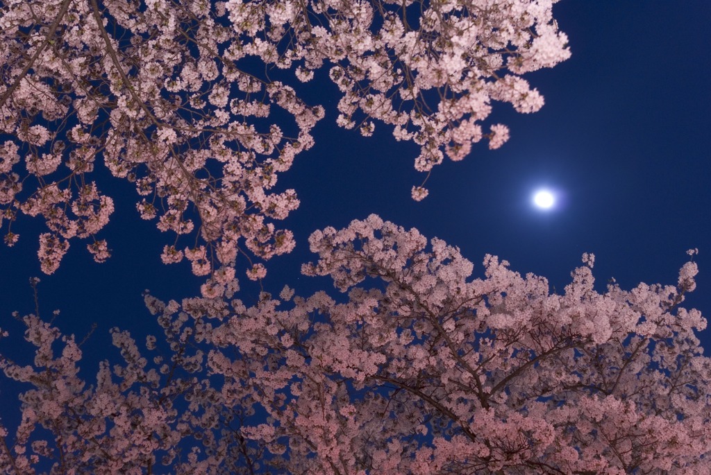 上野公園の夜空