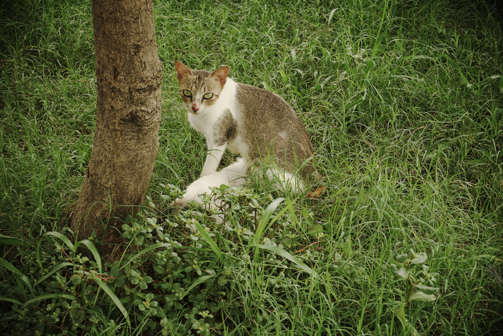 マニラ湾の道端にて