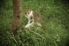 マニラ湾の道端にて