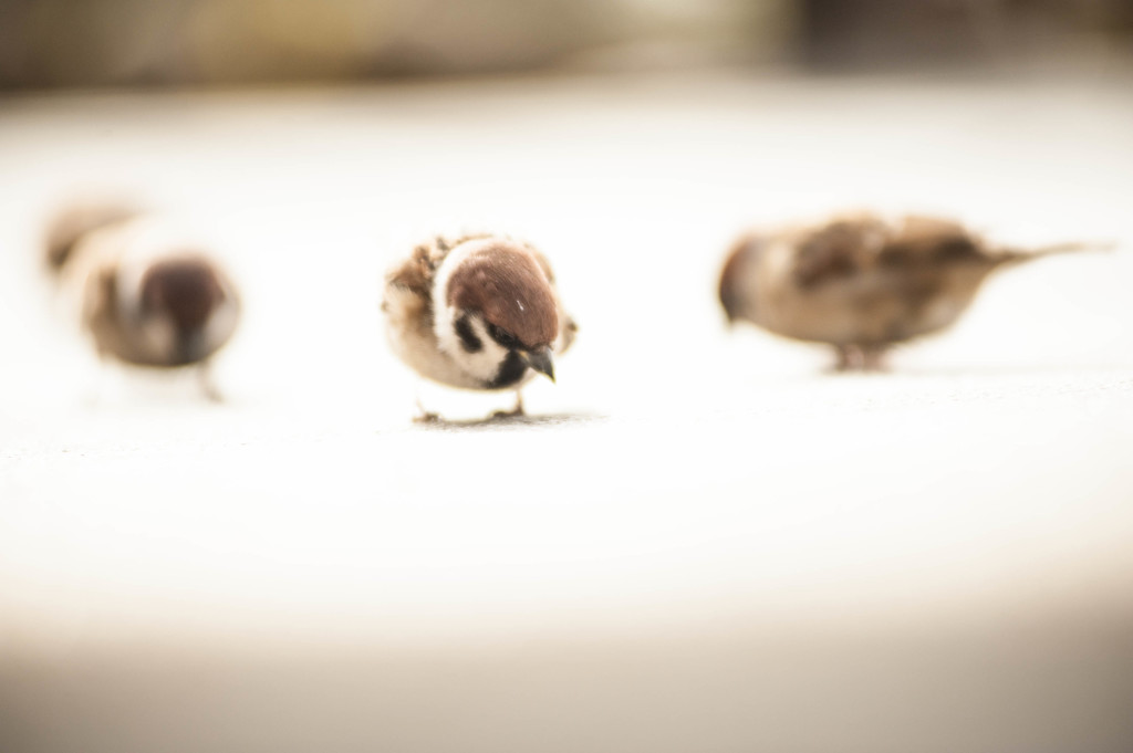 みんなでご飯探し！