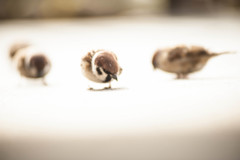 みんなでご飯探し!