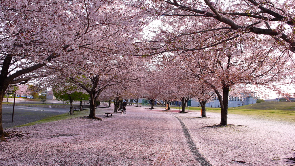 桜散る　散った桜も　美しき