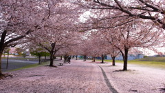 桜散る　散った桜も　美しき