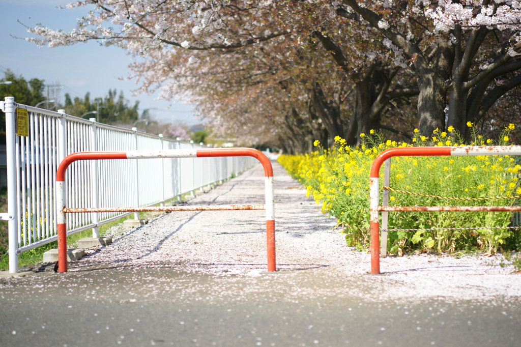桜の並木道