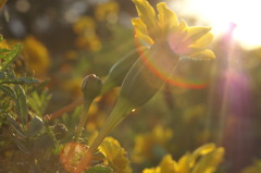 夕日に照らされる花